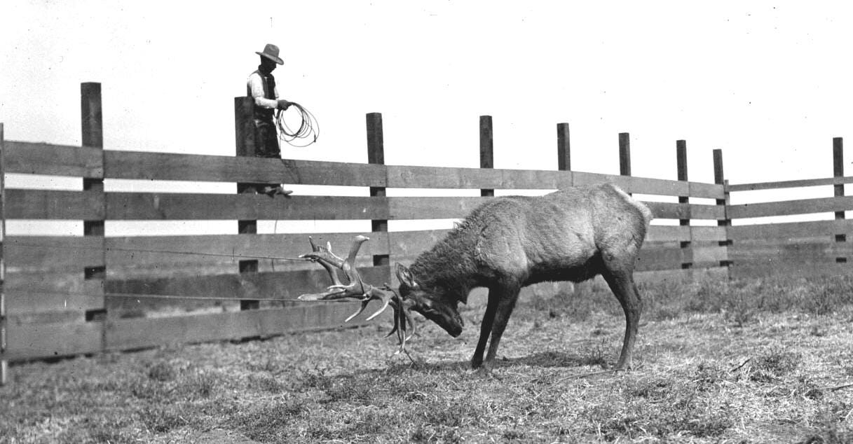 A tule elk is tied to the side of a Miller & Lux corral in Buttonwillow, California, during a 1904 tule elk round up.