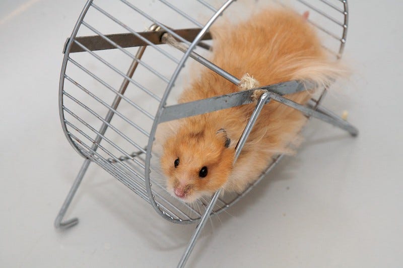Hamster dans une roue