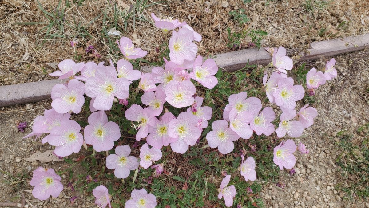 photo for poem wildflowers by the side of the road by JeniseCook.com