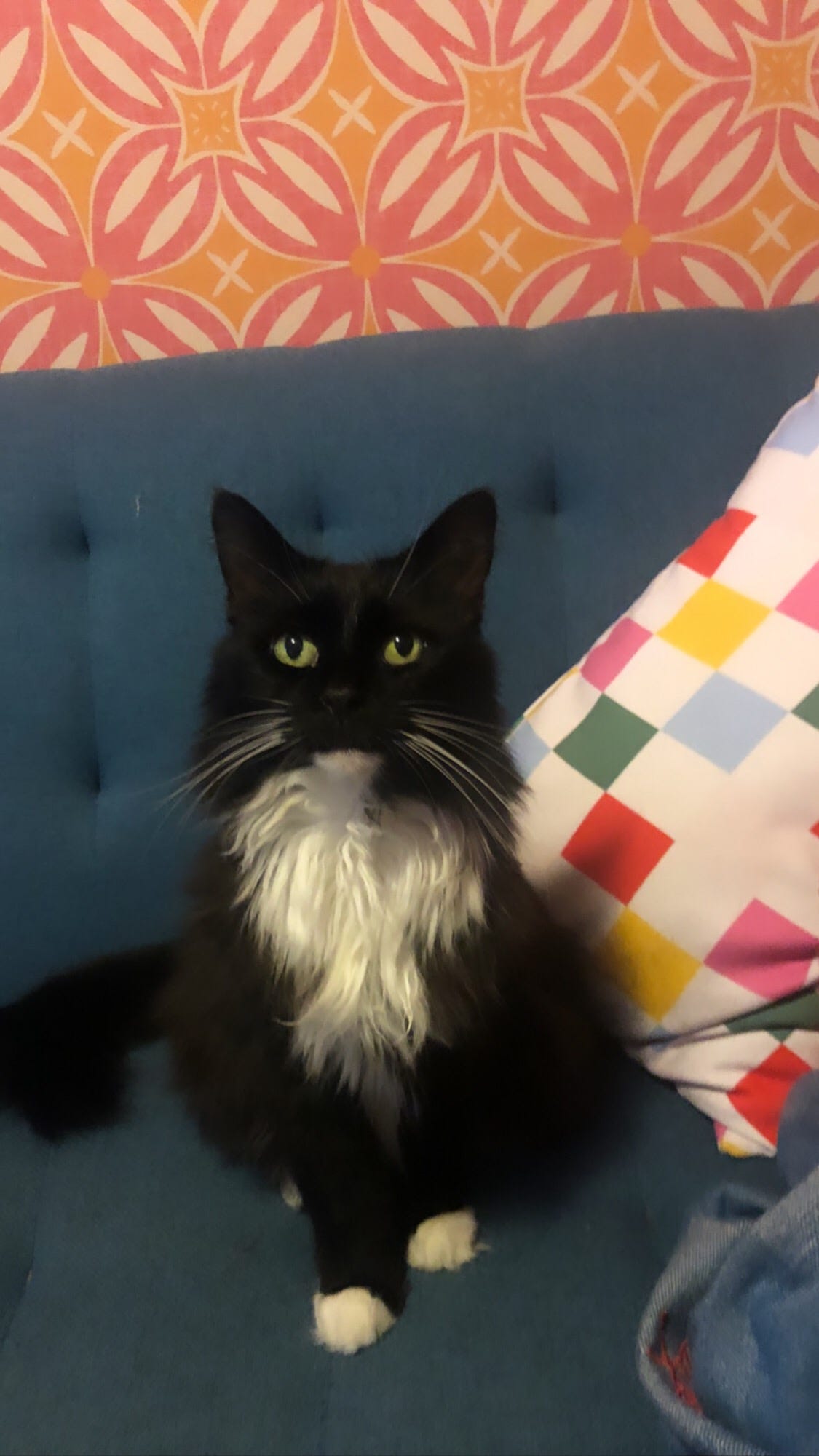 Image: Zadie, a long-haired black and white tuxedo cat with green eyes
