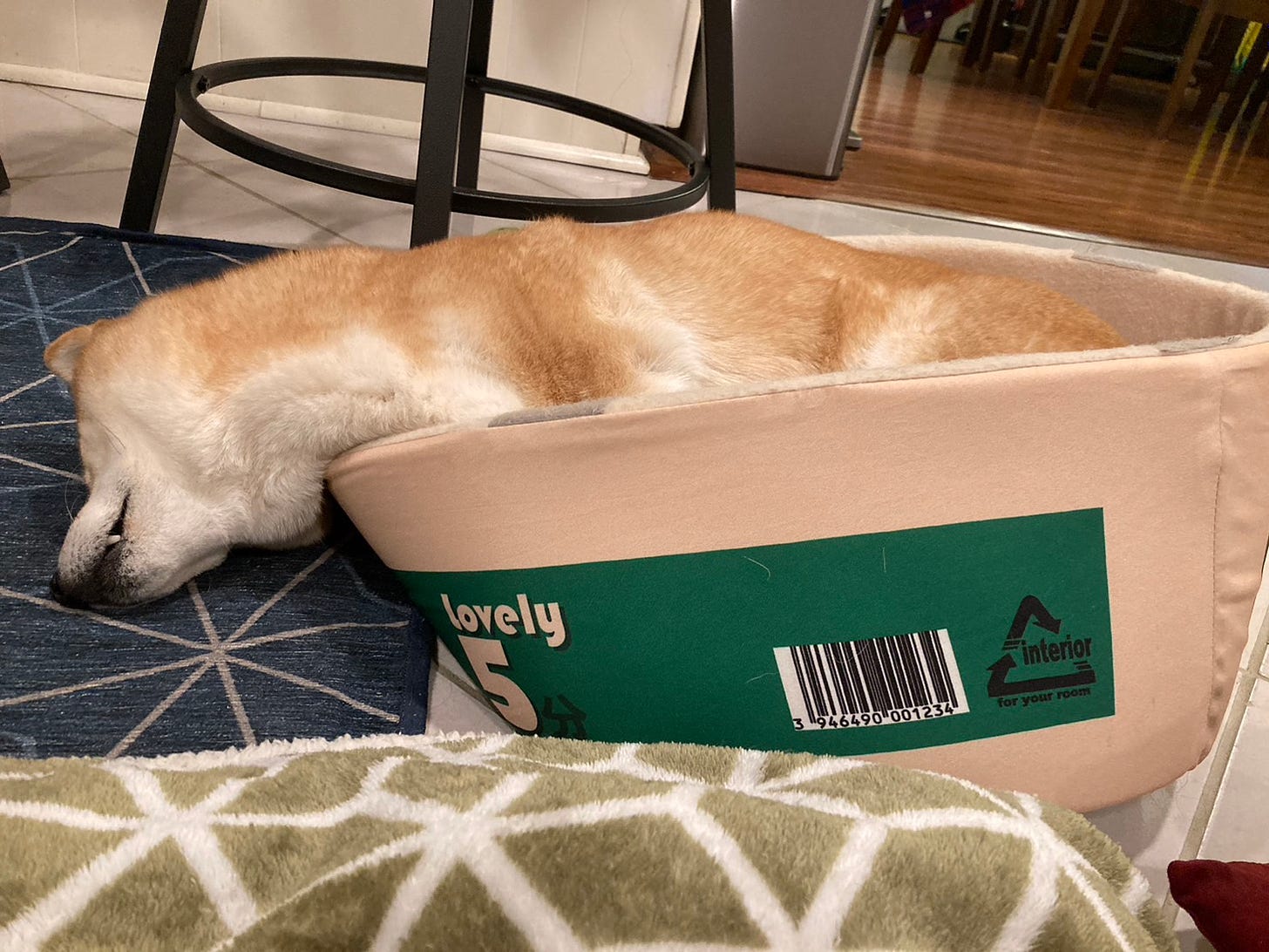Charm, the shiba inu, spilling right out of her ramen-bowl shaped dog bed. She looks tired and done with life.