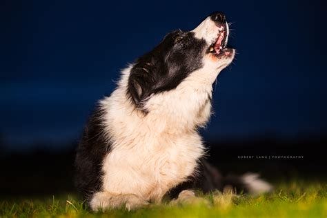 Border Collie dog howling at night | Border Collie dog howli… | Flickr