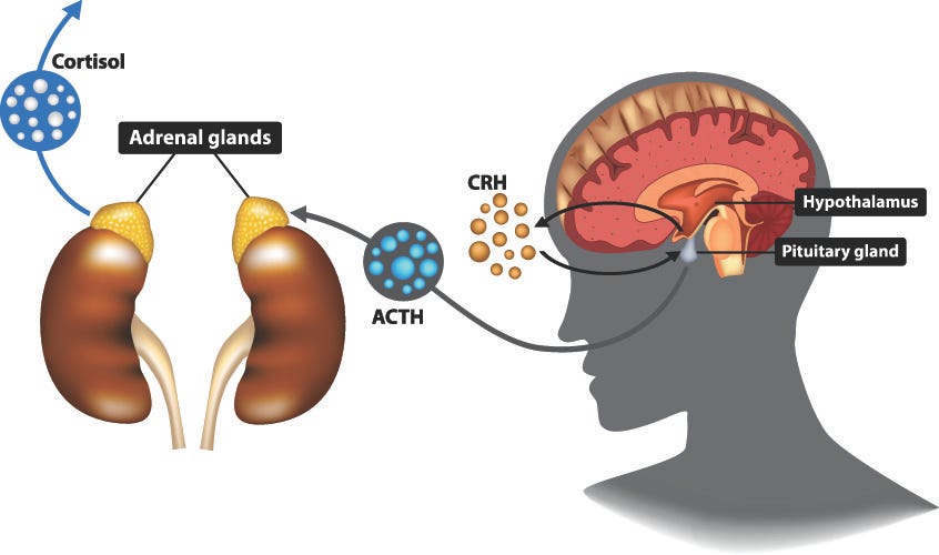 HPA Axis - The Definitive Guide | Biology Dictionary