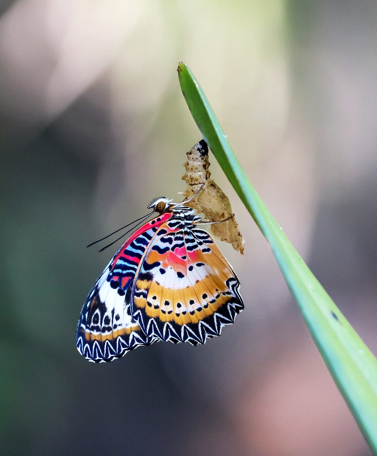 A butterfly emerging from a chrysalis.