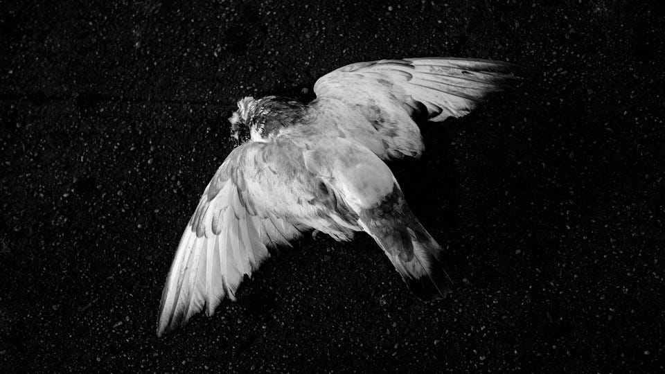 A dead white pigeon on pavement