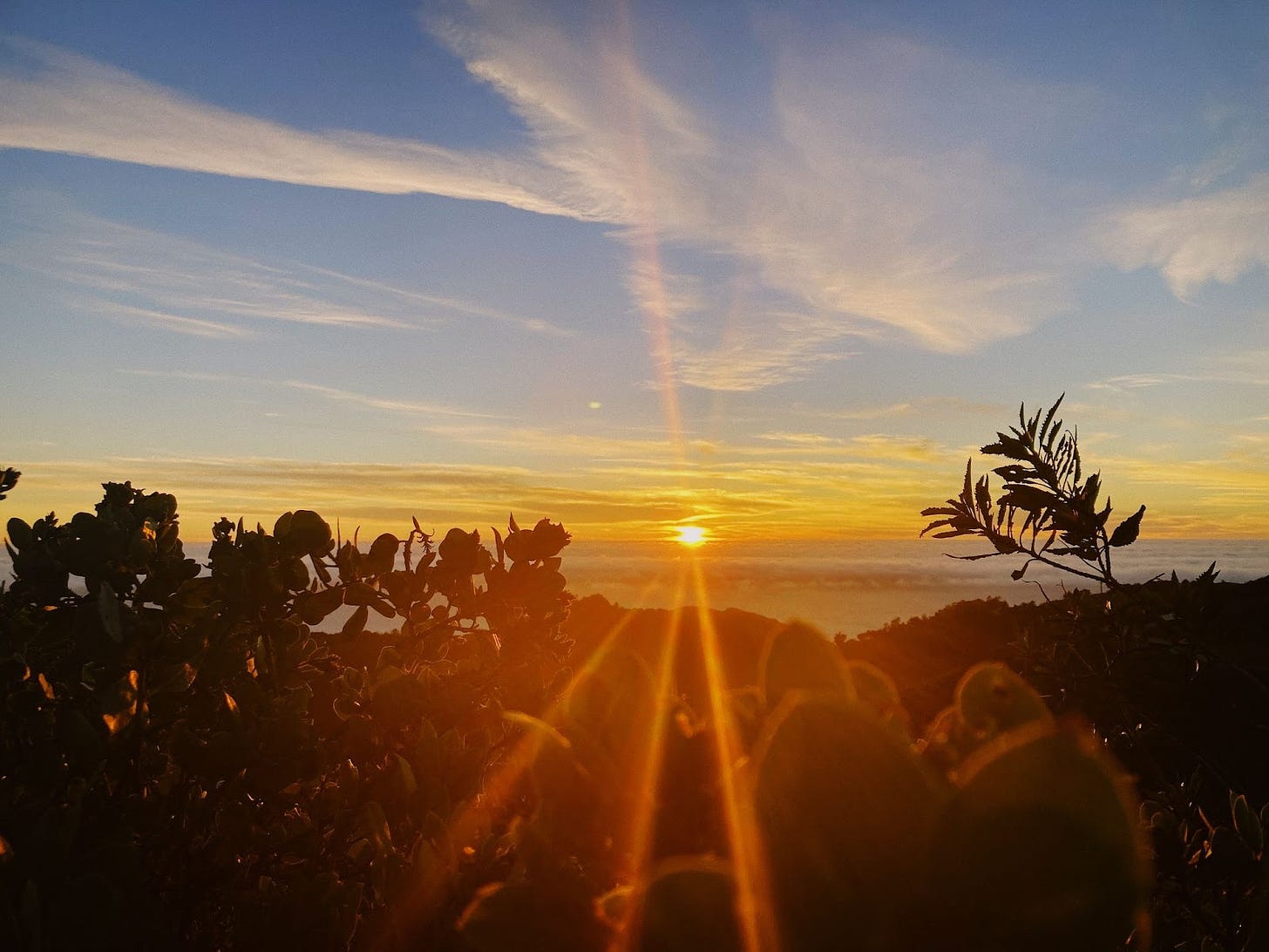 mountain top sunset view of the ocean and clouds with a blue sky and plants in the foreground