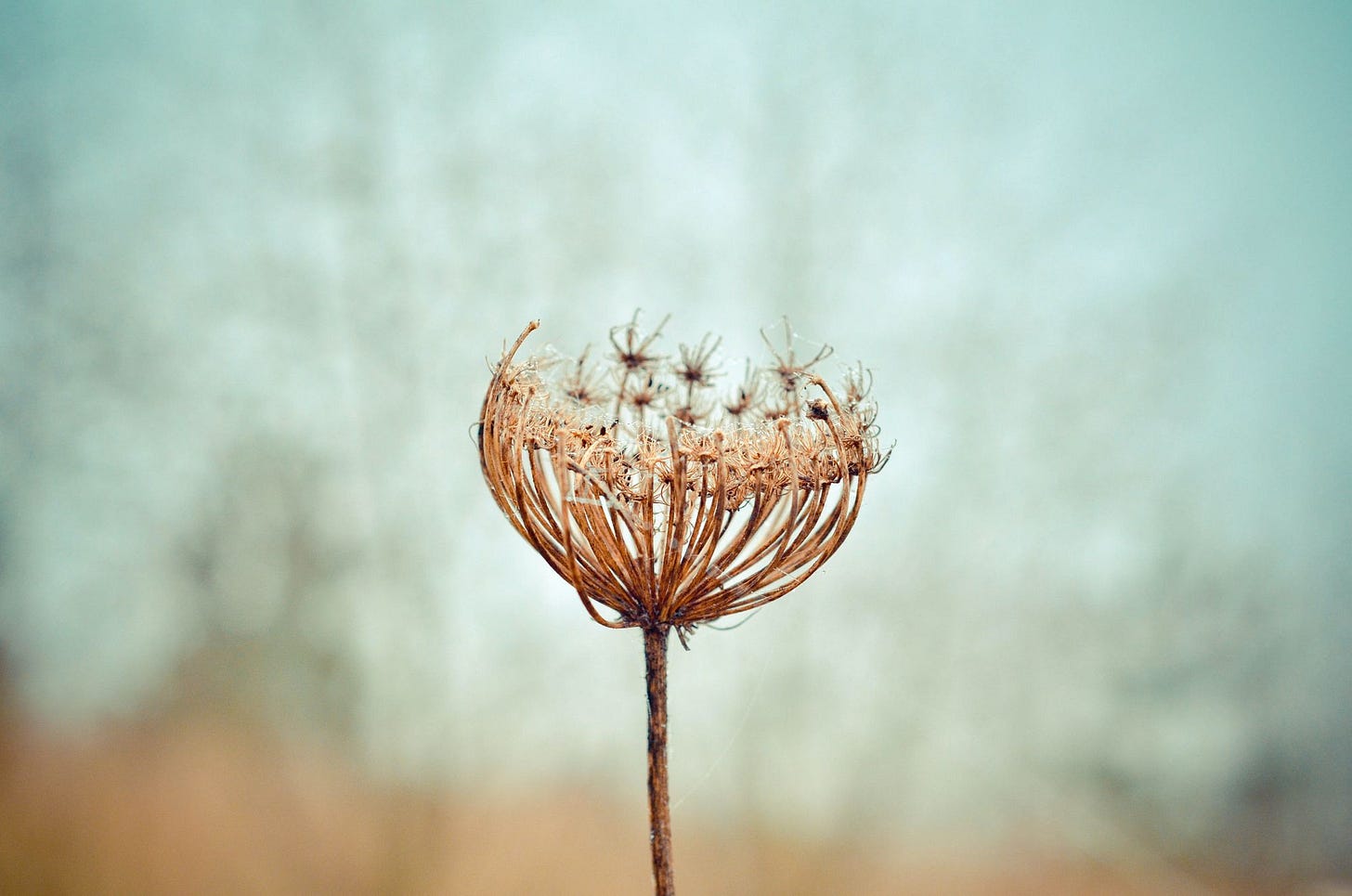 Year of the Weeds: A Compelling Read for Young Adults