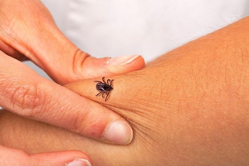 Tick Bites | What to Do: Here You Will Find Tips | Women's ...