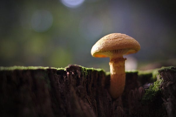 Foto: Lucas Dumraf/Flickr. Descrição de Imagem: Um cogumelo solitário, crescendo em um pedaço de madeira, pequeno e amarelado, a textura do chapéu parece um tanto peludinho. A madeira tem um pouco de musgo verde.