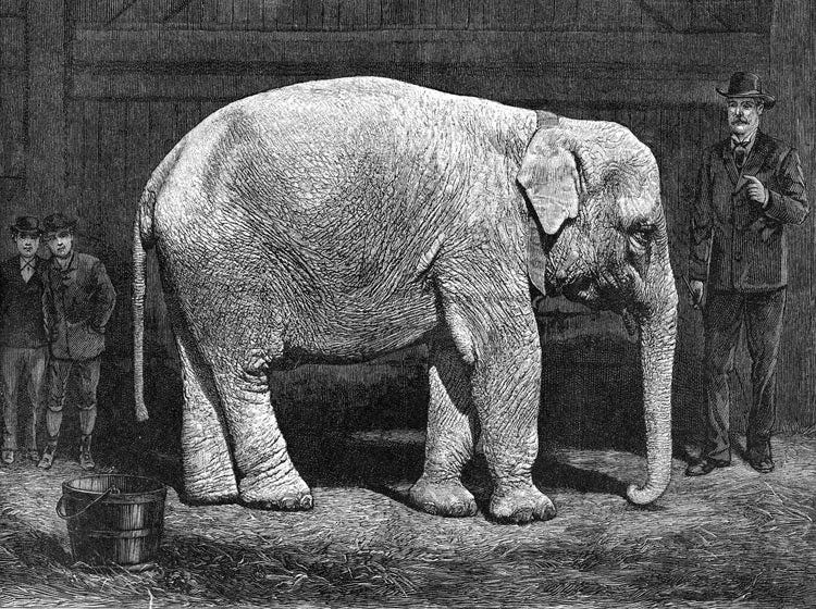 File:Forepaugh-white-elephant-2.jpg