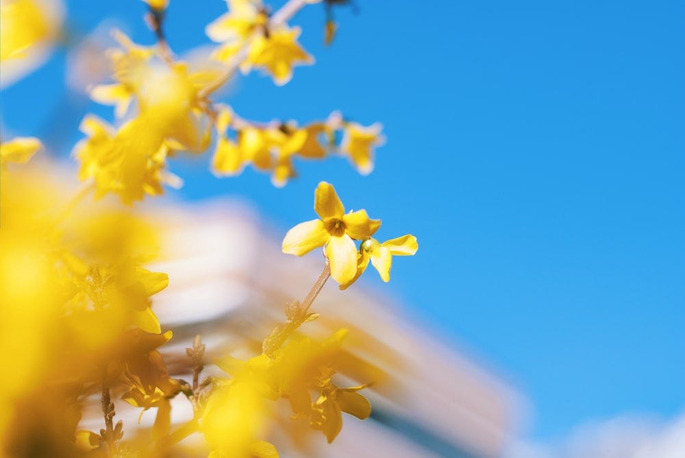 selective focus photo of yellow cluster flower