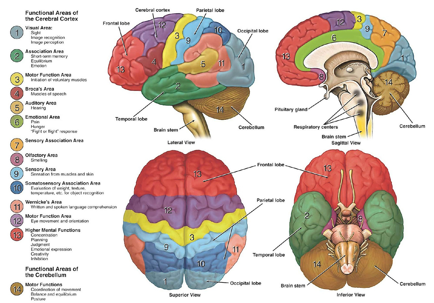 https://www.dana.org/wp-content/uploads/2019/08/anatomy-function-brain-areas-basics-large.jpg