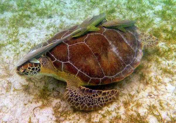 Maho, spotted off the beach at the Virgin Islands National Park, likes eating sea grass and keeping company with his fish friends, who like to hang out on his back. This is the first sea turtle to appear in The Highlighter, thanks to loyal reader Brian. hltr.co/pets