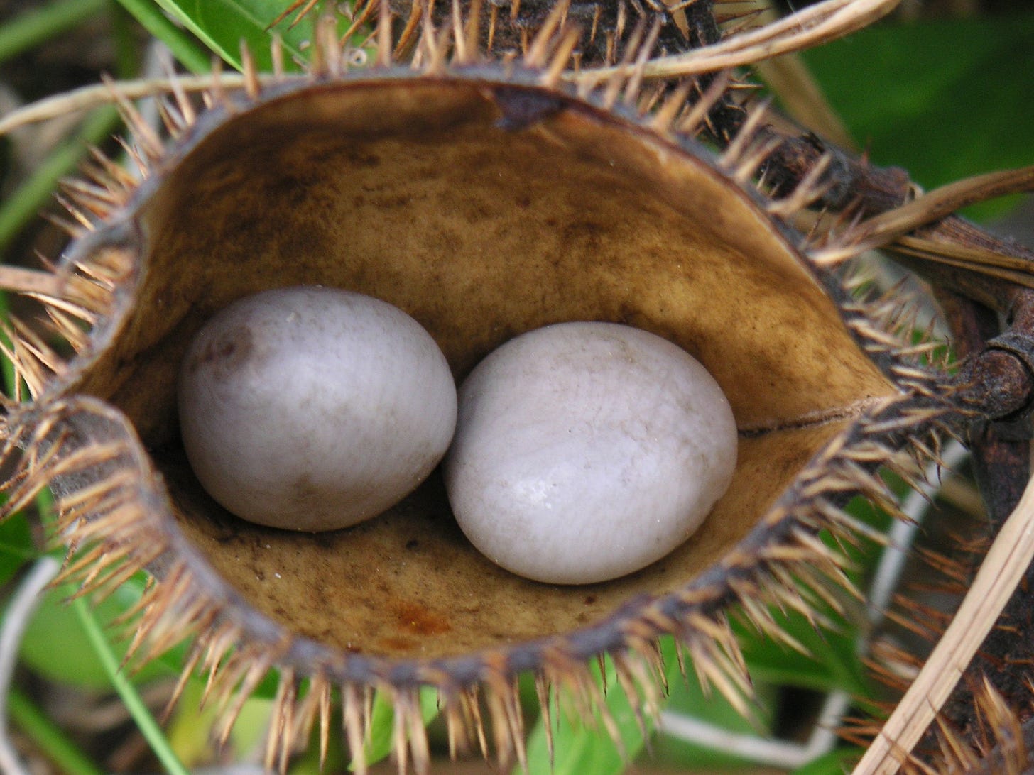 Two grayish, ovoid shaped seeds sit in a tan colored open seed pod which has hair-like spines.