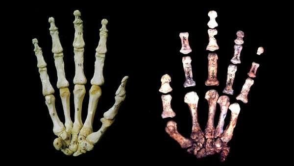 Modern human hand on the left, Neanderthal hand on the right. |  Neanderthal, Physics, Traits