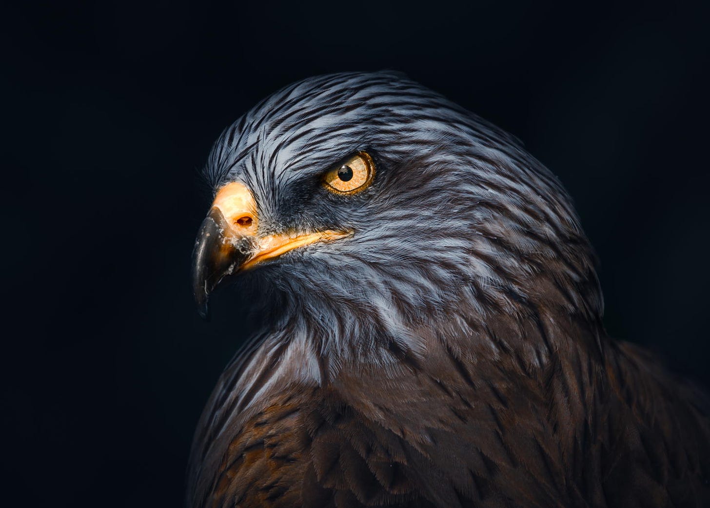 An atmospheric portrait of a Ferruginou Hawk, native to North America