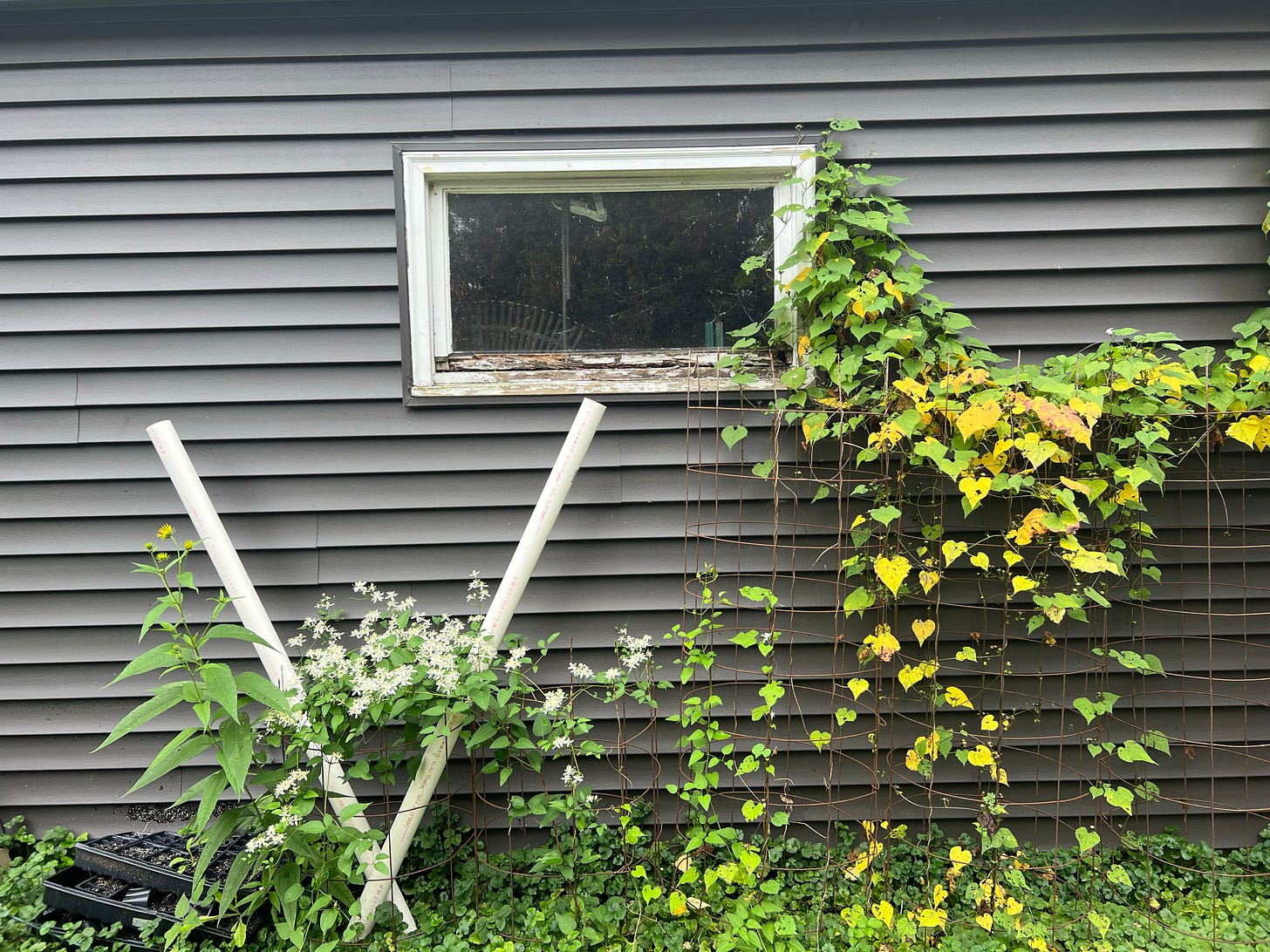 side of the garage with climbing weeds, and old window, and a couple of pieces of PVC