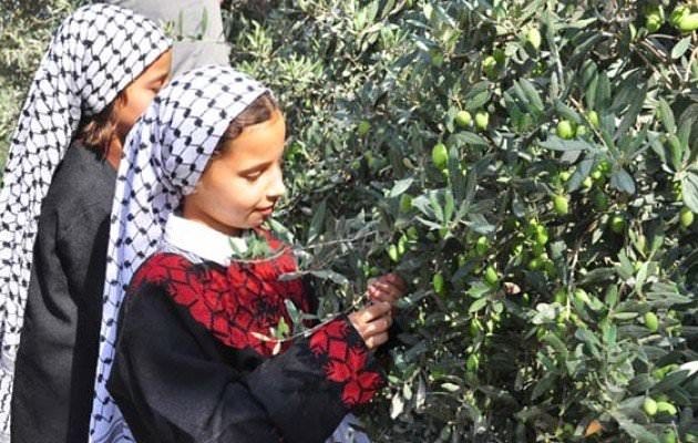 Palestinian photo story: Olive harvest season - Album on Imgur