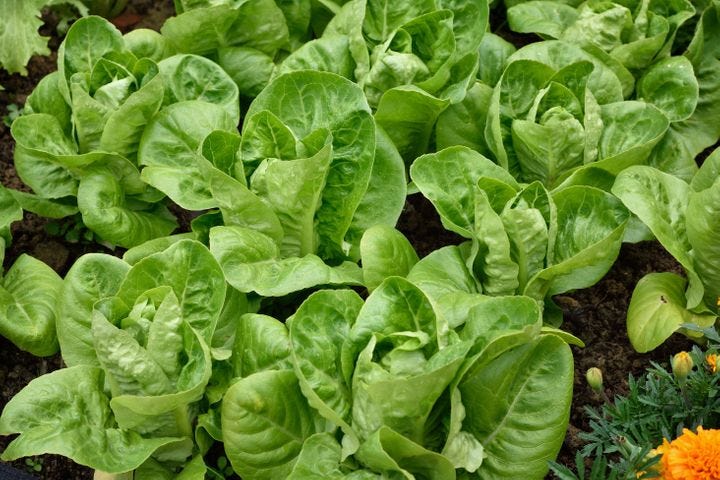 Little Gem is a fast-growing romaine lettuce.