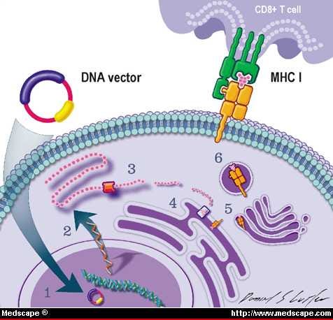 DNA Vector