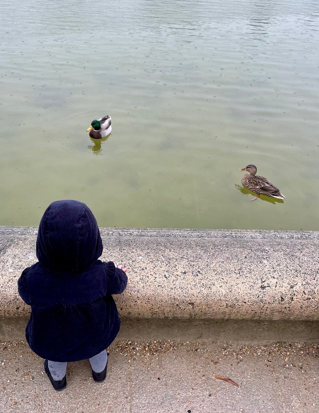 A child looking at a duck

Description automatically generated with low confidence