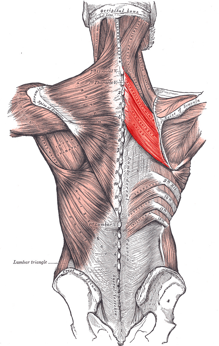 Rhomboid muscles - Wikipedia