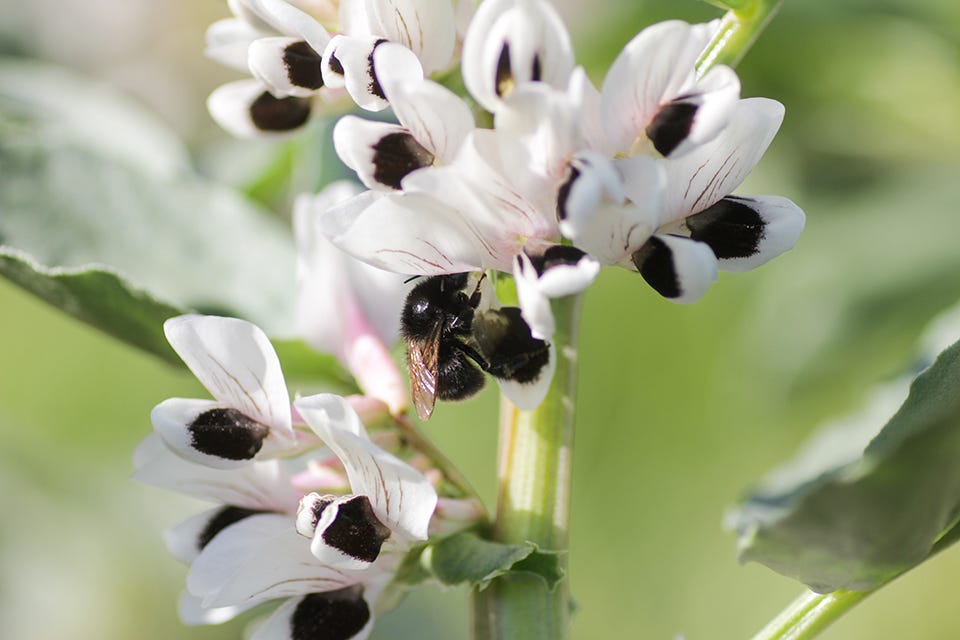 Bee on faba bean flower. Photo: Emily Bailees
