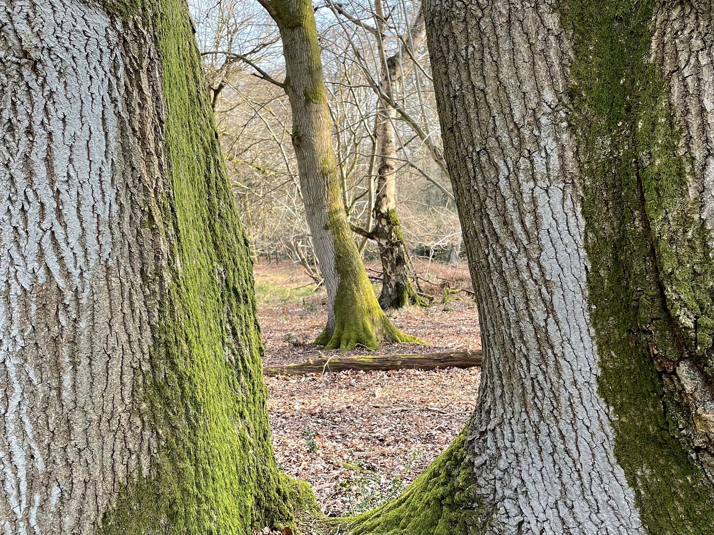 An oak tree in Ashridge 