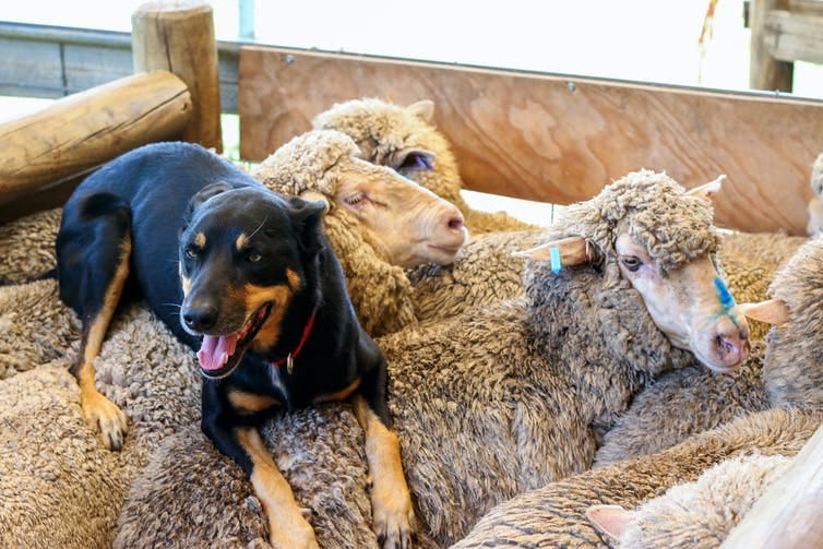 A working dog rests on top of some sheep.