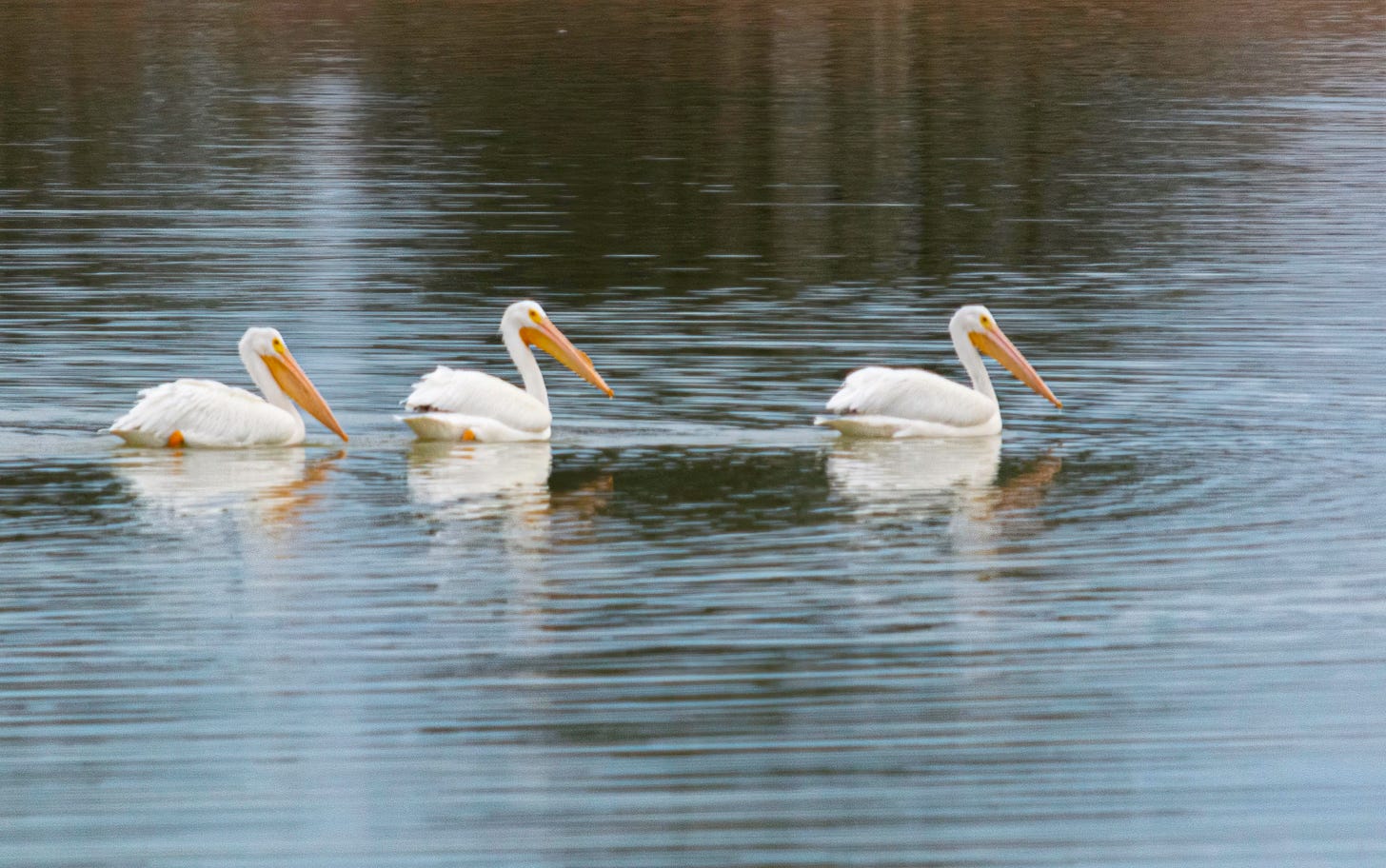 three American White Pelicans swimming in a lake with the reflection of the sun on the blue water