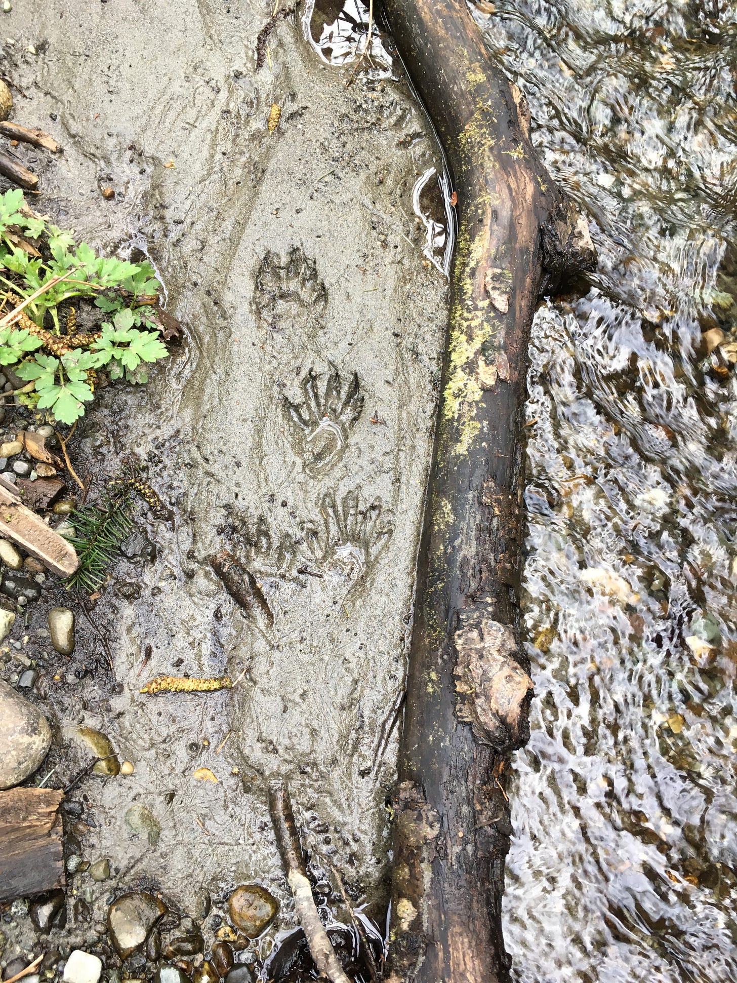 on the left side of image some green plant though mostly wet sand with four raccoon prints set, then a branch separating the sand from, on the right side, clear flowing water with rocks at the shallow bottom.
