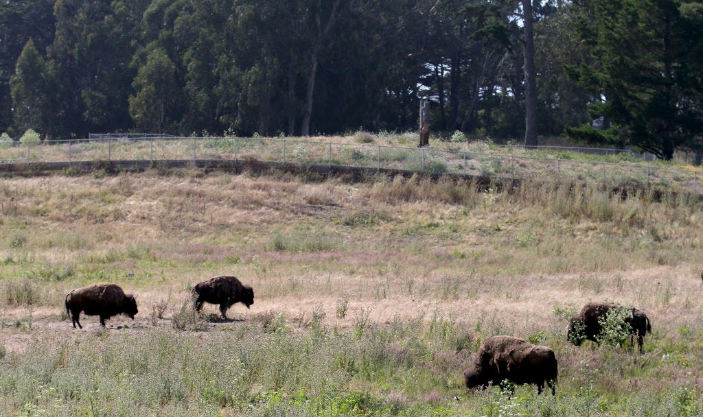bison in golden gate park