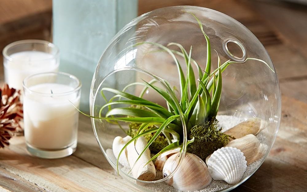 How to Care for Air Plants - Pottery Barn