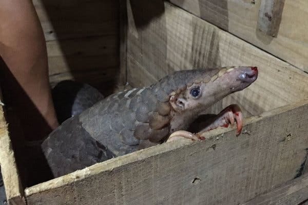 A pangolin rescued from animal traffickers in Ha Tinh province, Vietnam, in July.