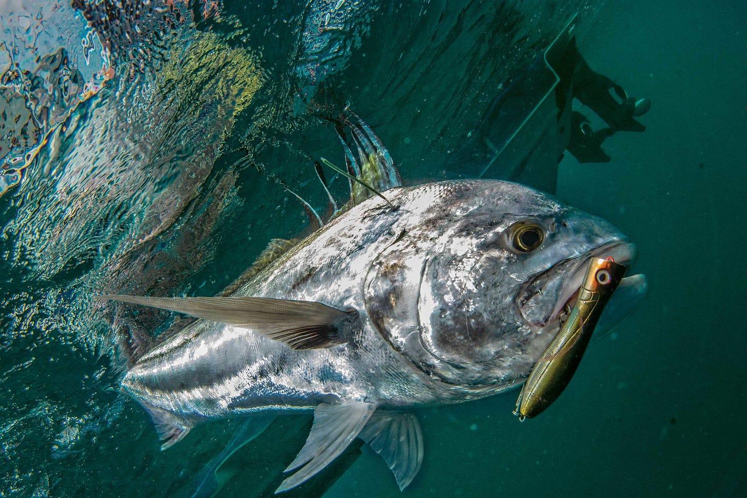 Roosterfish on a popper