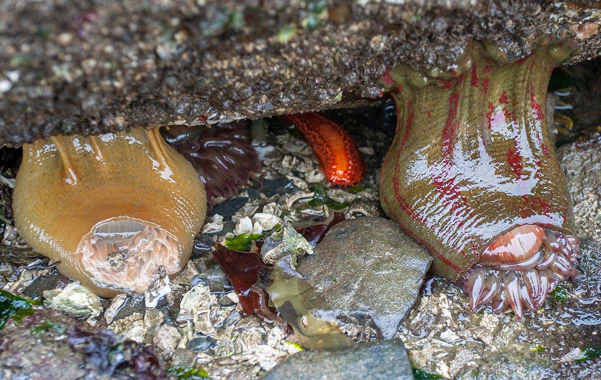 three sea anemones and a sea slug in the moist recess beneath a seaside boulder, with broken shells and stones beneath them. The anemones sag grotesquely, their tentacles sliding out like bad hair