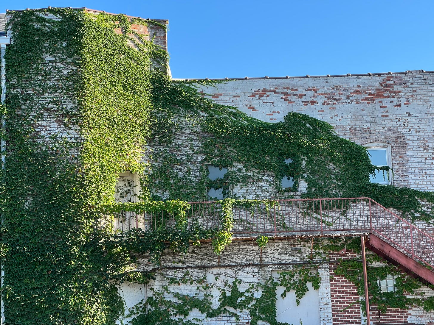 An old brick building covered in ivy against a very blue sky