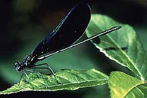 Damselfly adult