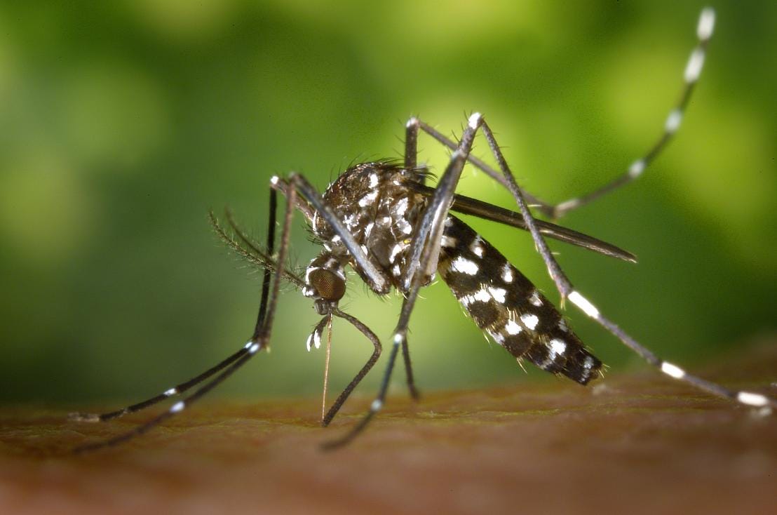 Sterilised insects could help control mosquito-borne diseases | Research  and Innovation