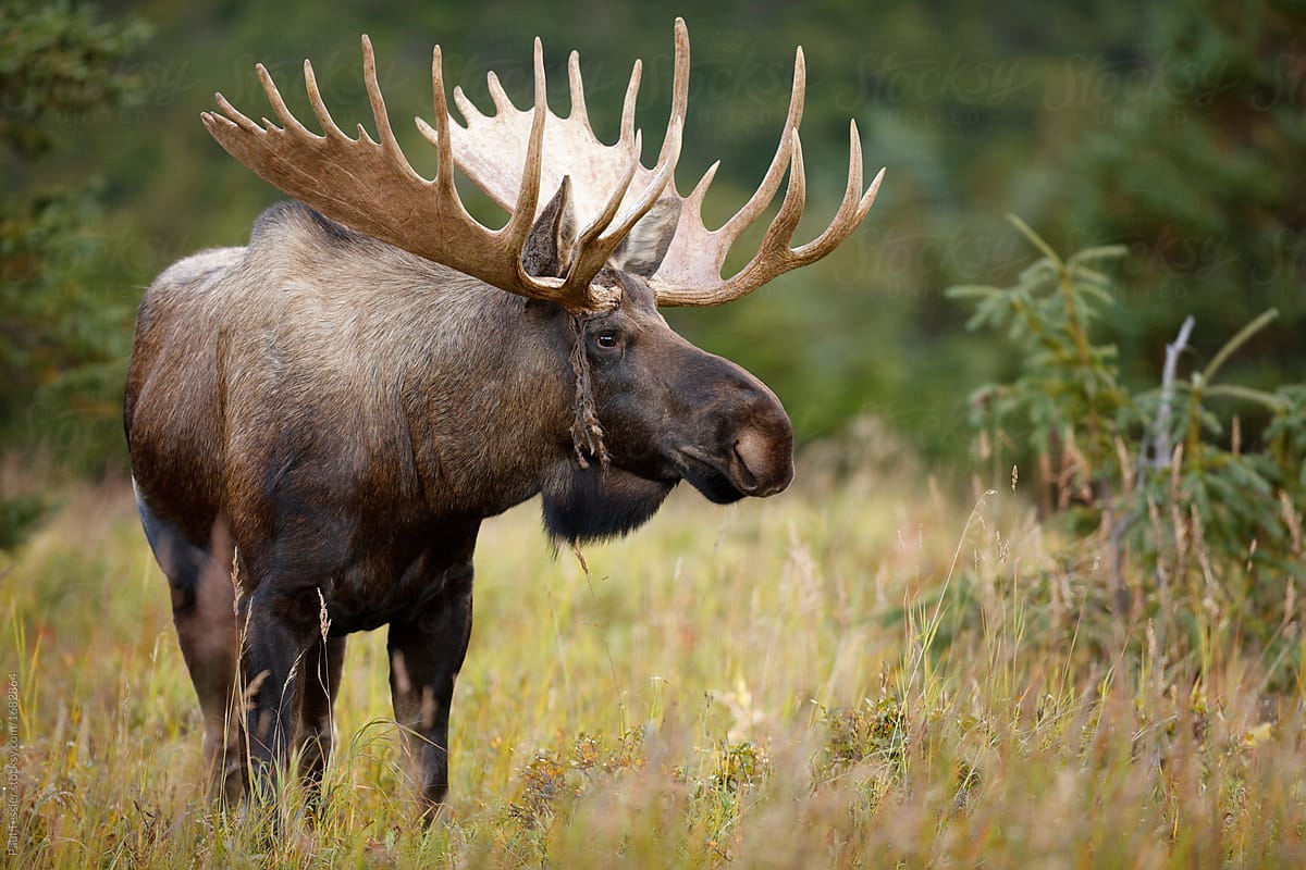 Bull Moose by Paul Tessier - Moose, Alaska