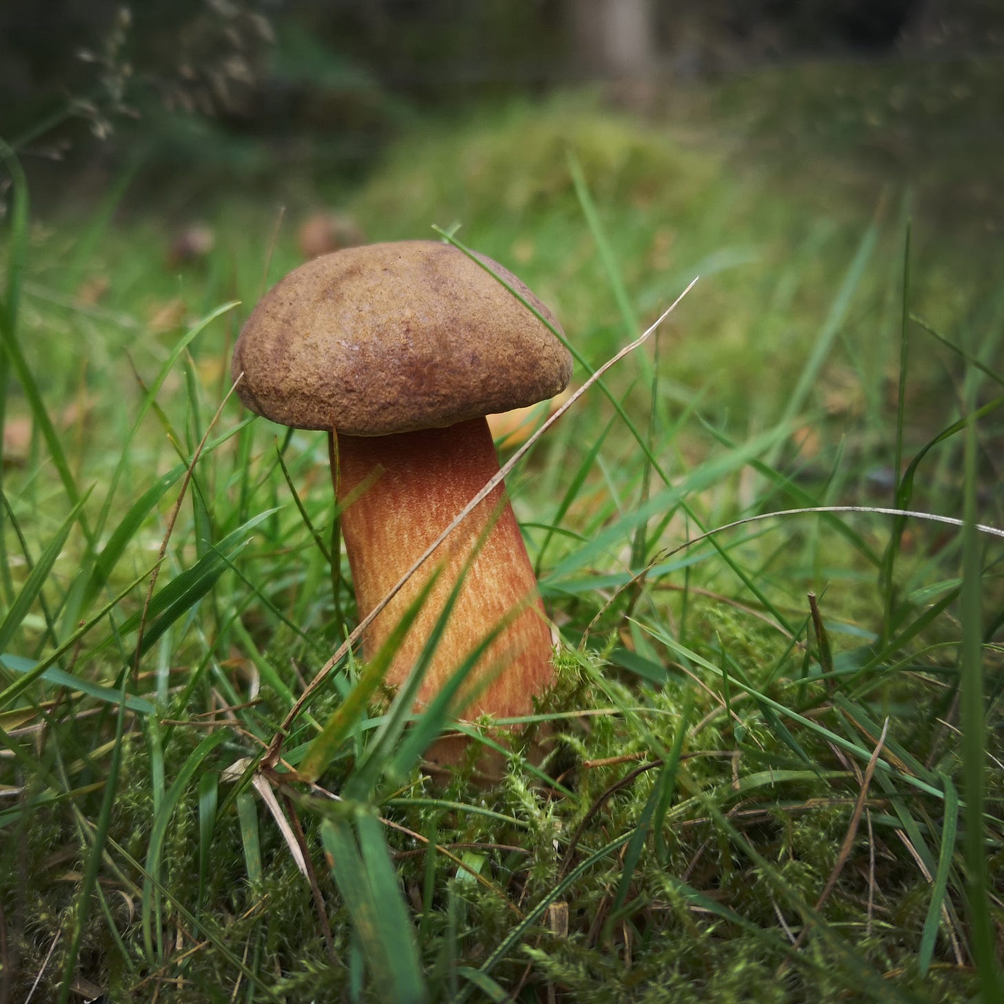 Image description: A wide-stalked orangey brown mushroom stands proudly amongst the grass.