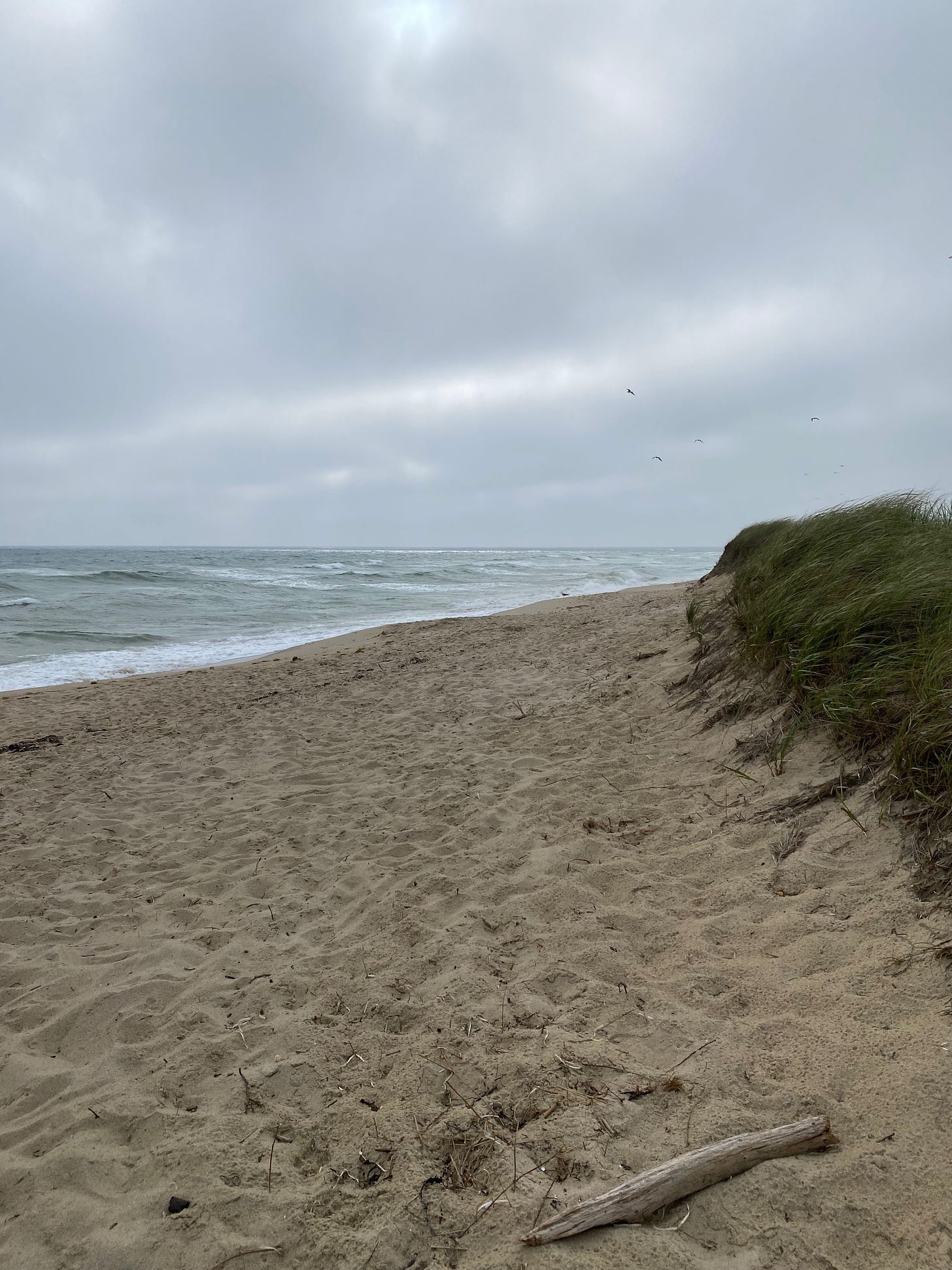The beach on an overcast day. The waves are white and roiling; the grass on the dune is blowing in the wind.
