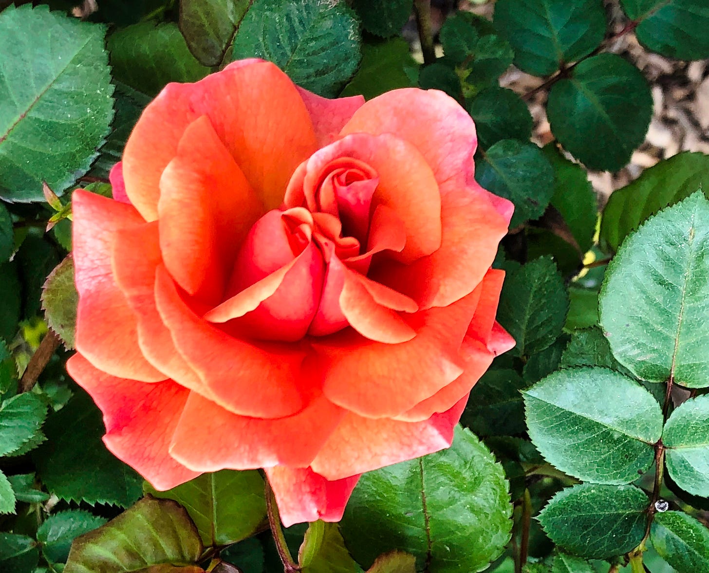 A single dark coral rose against green leaves with sunlight shining from the left of the image