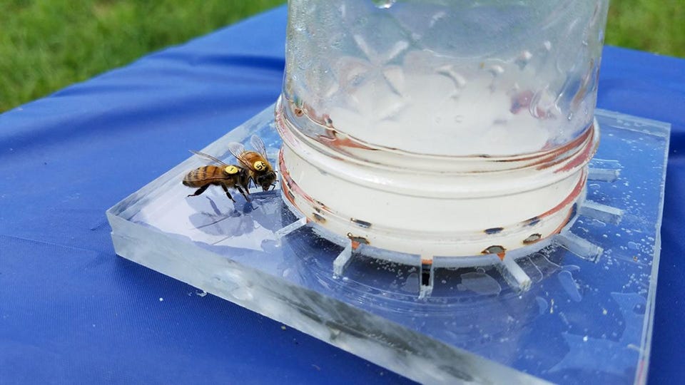 Image of honey bees at feeder.
