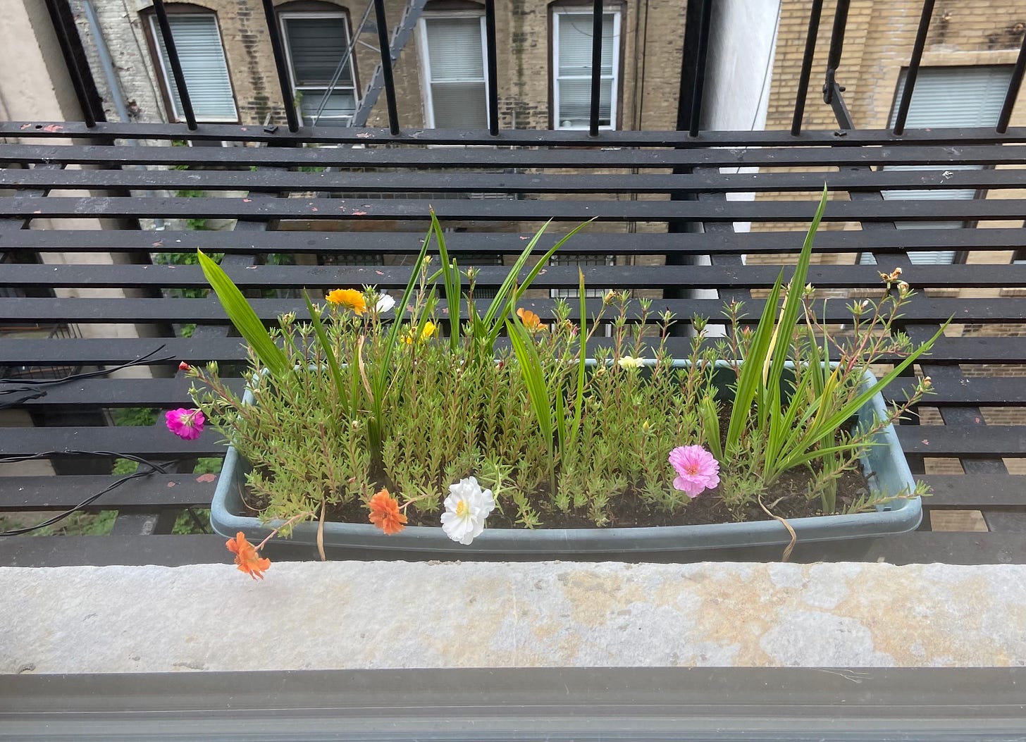 a planter box on a fire escape featuring blooming portulacas.