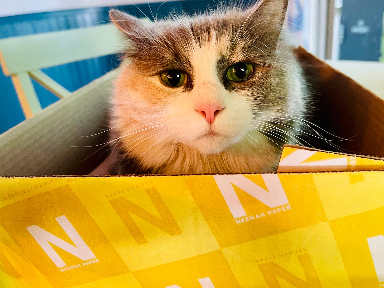 cat peeking out of a box