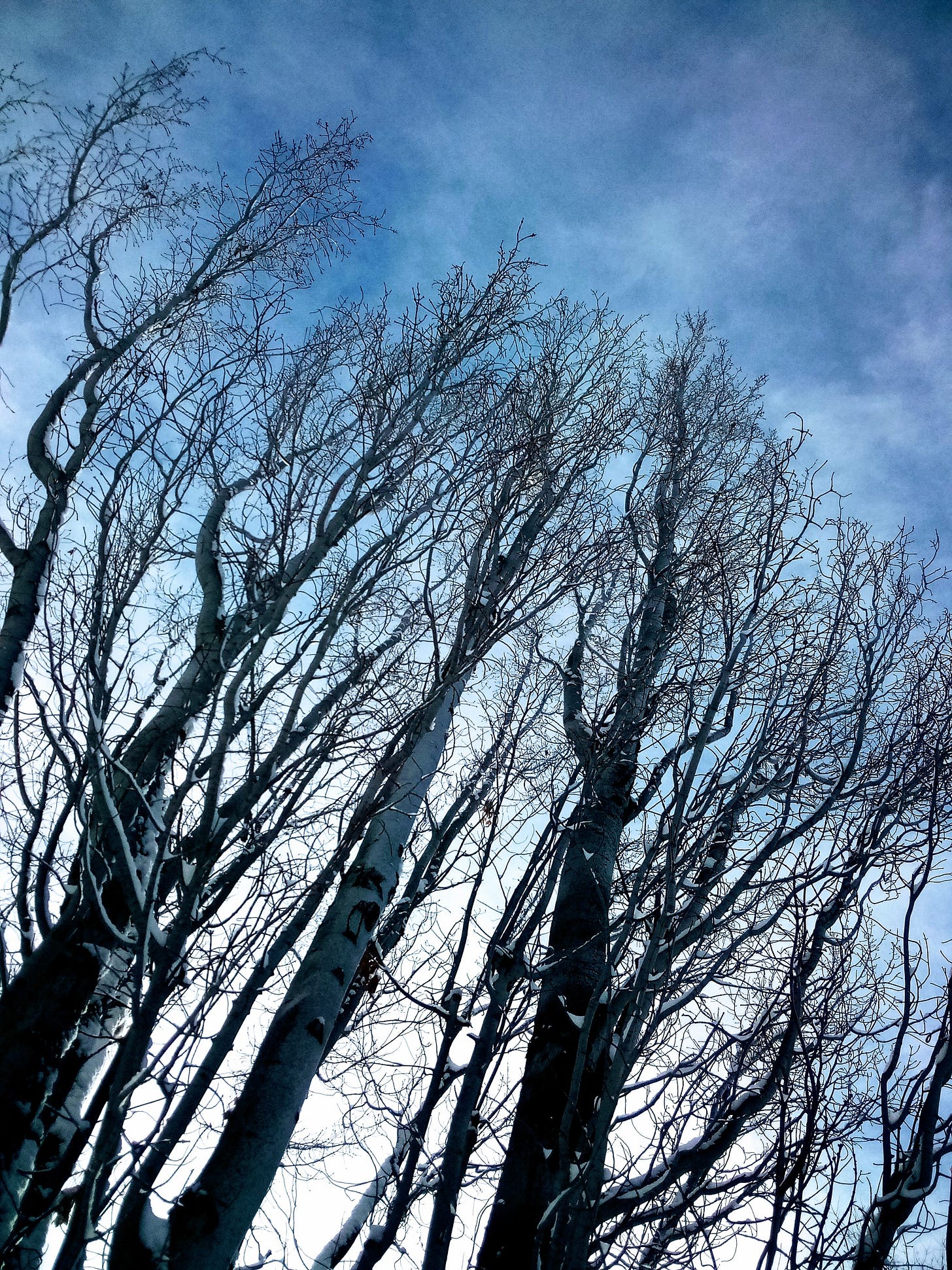 Winter trees bare against a cloudy sky