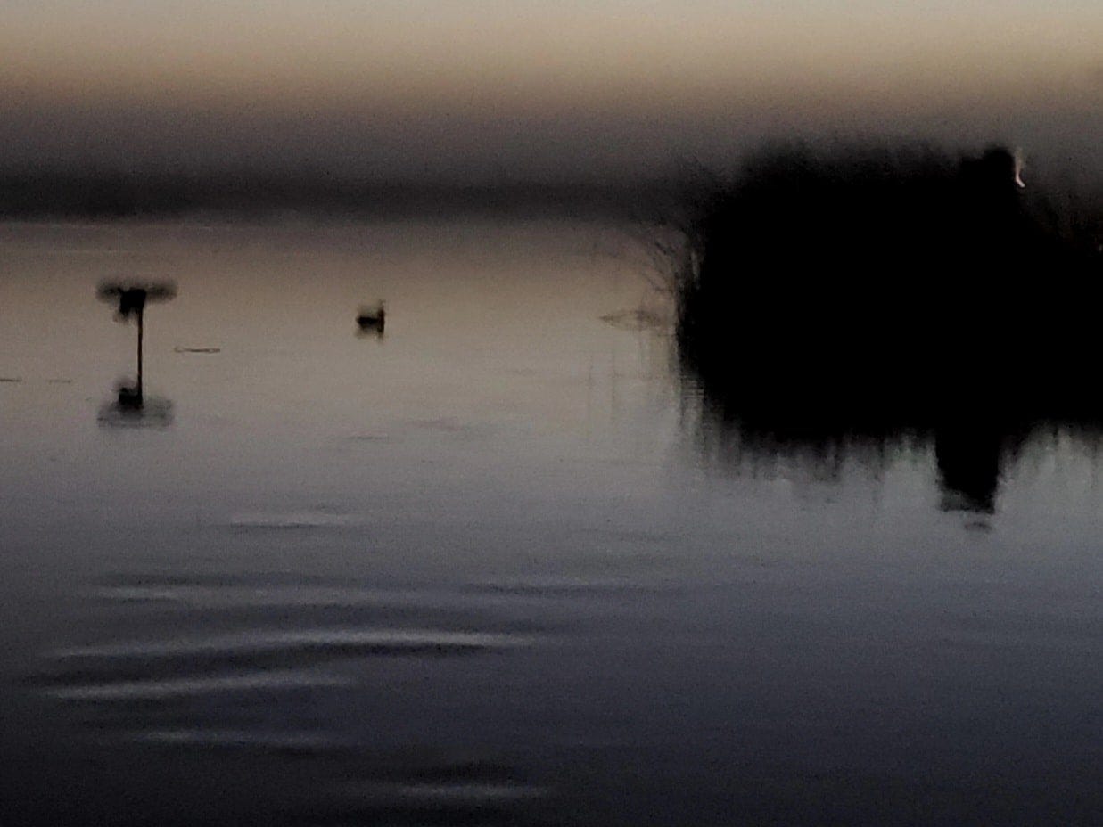 A foggy marsh in pre-dawn