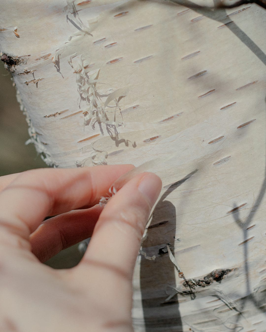 Birch tree shedding its bark