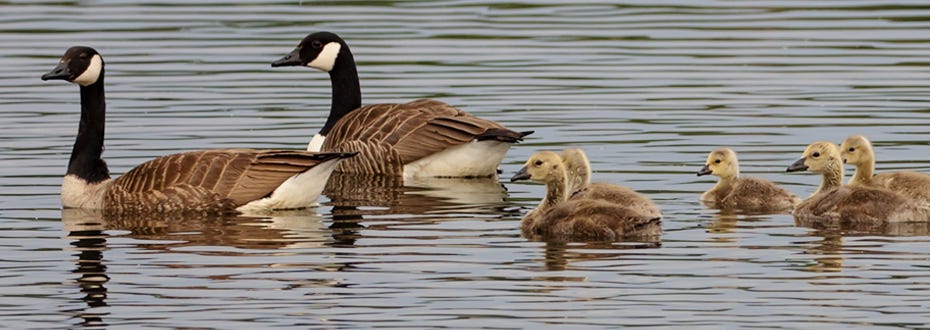 Two Canada geese are followed by a bunch of goslings on a lake. 